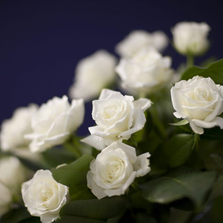 a spray of white roses