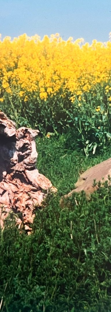 Hollow log and rock in front of a yellow rapeseed.