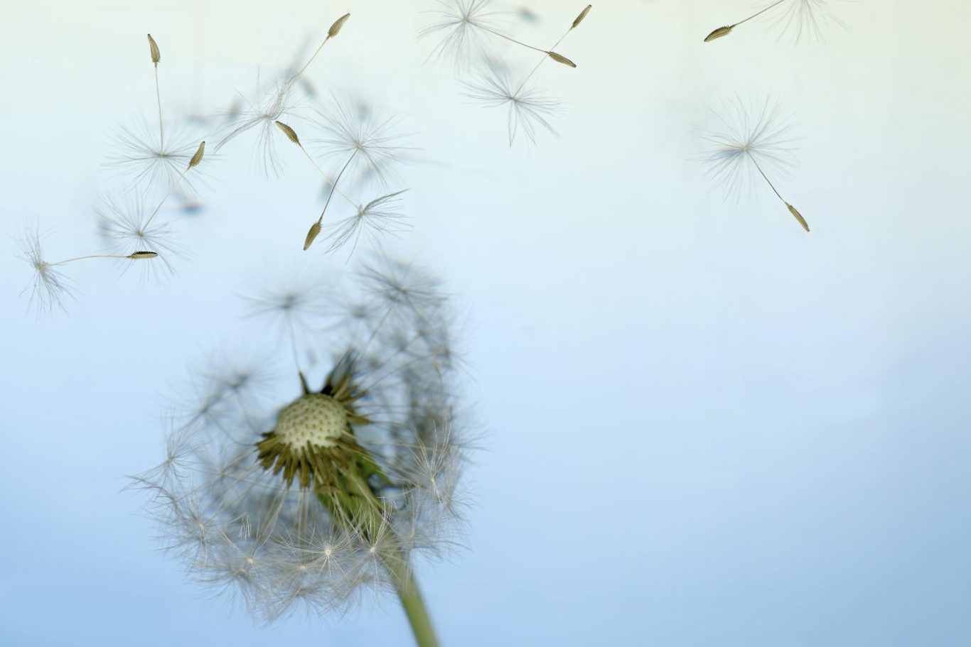 White Dandelion seeds blowing in the wind